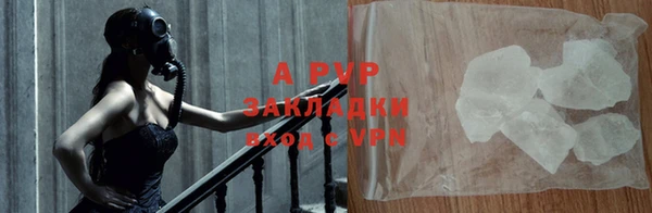 прущие грибы Надым